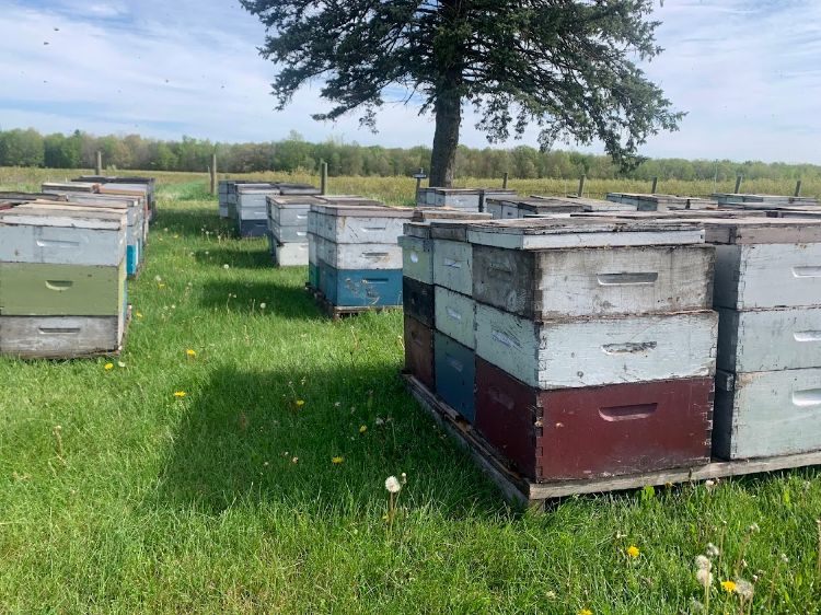 Some beehives in rows.